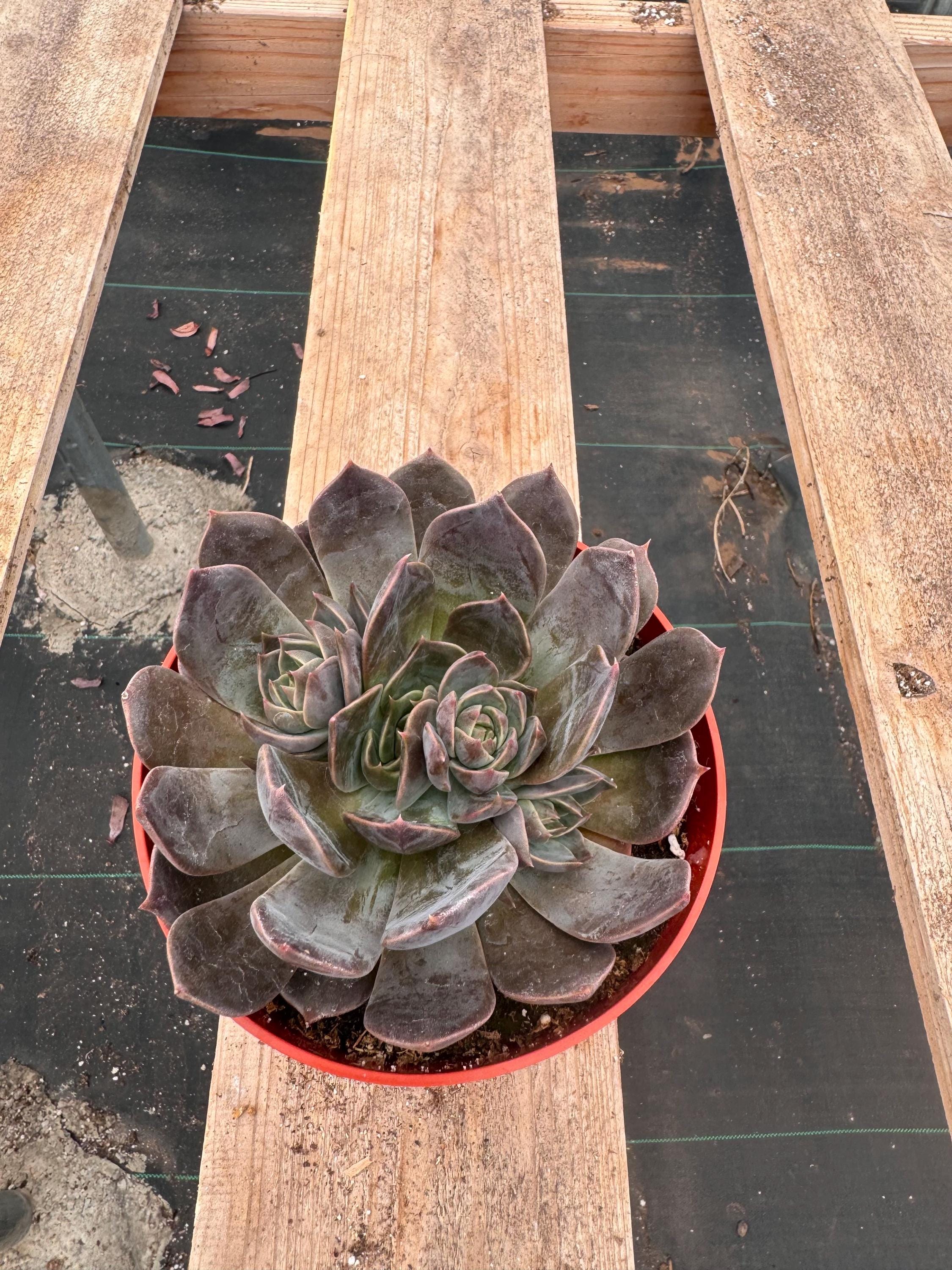 6” Echeveria ‘Dark Moon’ live plant, house plant.
