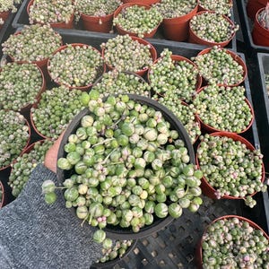 May include: A collection of potted String of Pearls succulents. The plants feature small, round, bead-like leaves in shades of green and white, with some showing hints of pink. The pots are arranged in a nursery setting.