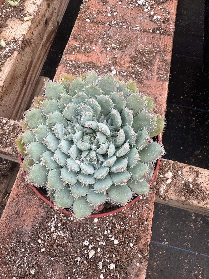 Alexssucculents Echeveria Setosa - Thumbnail 2
