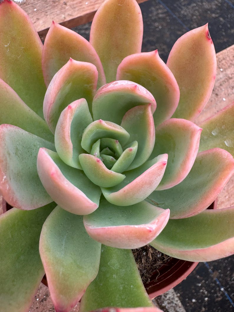 Alexssucculents Echeveria Tulip Succulent