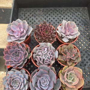 May include: Nine potted succulents in a black tray. The succulents display a variety of colors, including shades of purple, green, and brown. The plants are arranged in a grid pattern, showcasing their unique textures and shapes.