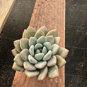 4” Echeveria ‘Paulina’ – Live Succulent Plant | Rosette Houseplant | Easy Care Indoor Succulent | Unique Echeveria
