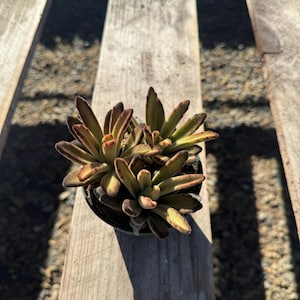 4” Kalanchoe Tomentosa ‘Chocolate’ – Live Succulent Plant | Fuzzy Panda Plant | Easy Care Indoor Houseplant