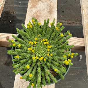 6” Euphorbia Medusa live plant , house plants