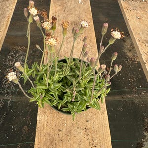 May include: A potted succulent plant with small, green leaves and white flowers. The plant is in a brown pot and is sitting on a wooden surface.