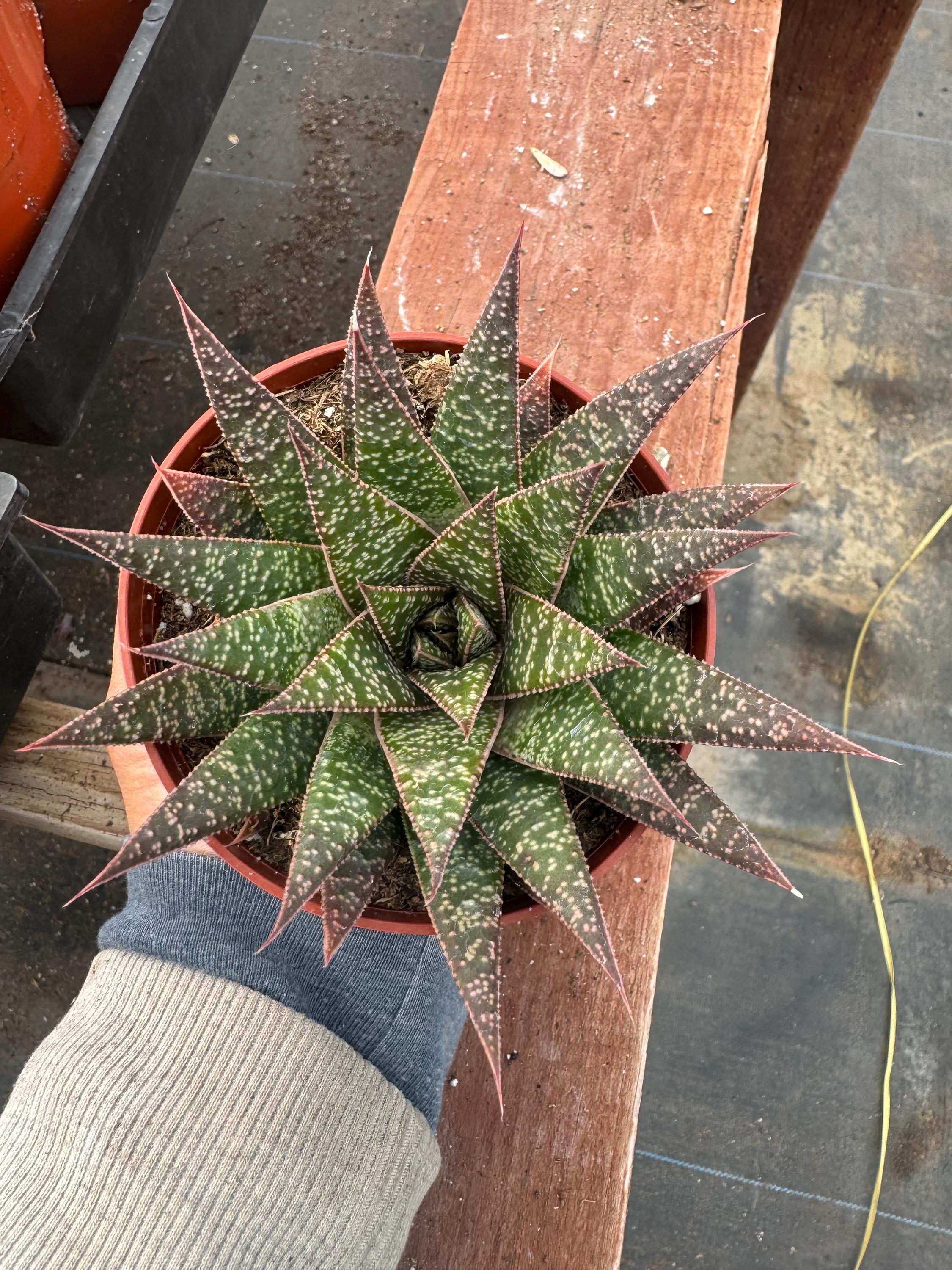 Gasteraloe - Etsy 日本