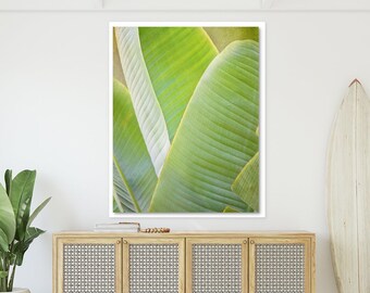 Banana Leaf Botanical Photography, Wall Art Print or Canvas