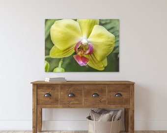 Yellow and Pink Orchid Flower Photography, Botanical Art Prints #22