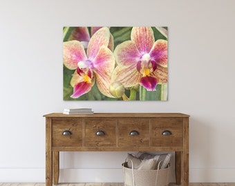 Yellow and Pink Orchid Flower Photography, Botanical Art Prints #21