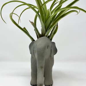Peut inclure: Un pot en forme d'éléphant gris contenant une plante aérienne verte. L'éléphant présente des détails tels qu'une trompe et des oreilles. La plante aérienne a de longues feuilles fines. Un objet décoratif pour la décoration intérieure.