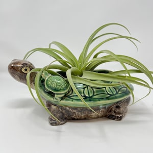 May include: A ceramic turtle planter in green and brown, containing a green plant with long leaves. The planter features a detailed turtle design, including a small turtle on the side. The planter is suitable for a small plant.