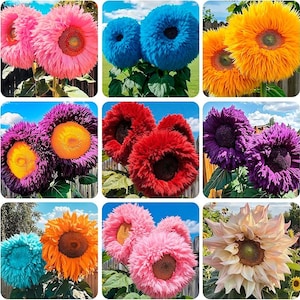 400+ Teddy Bear Sunflower Seeds | Giant Heirloom Non GMO | Fluffy Blooms