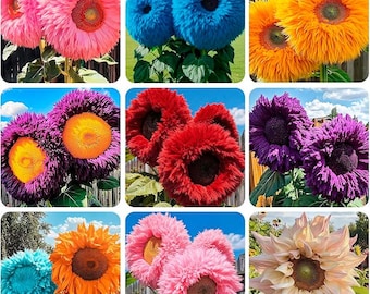 400+ Teddy Bear Sunflower Seeds | Giant Heirloom Non GMO | Fluffy Blooms