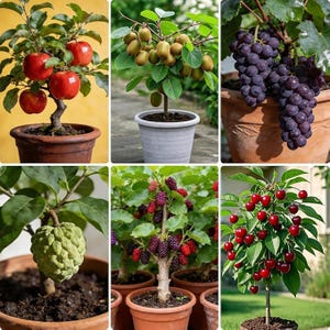430pcs Fruit Seeds Mix Non-GMO Apple Grape Kiwi Mulberry Cherry Sugar Apple Garden Kit
