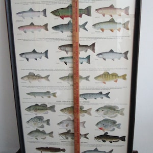 1981 Cartel de Gamefish de los deportistas de los Grandes Lagos Michigan Pensilvania Nueva York Minnesota Illinois Indiana Póster original enmarcado Ron Pittard