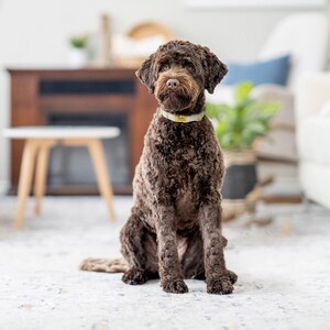 May include: A brown Labradoodle dog with curly fur sits on a patterned rug. The dog wears a light-colored collar. The background includes a white couch, a small table, and a fireplace.