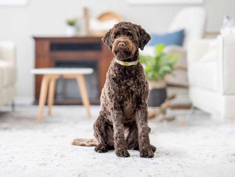 May include: A brown Labradoodle dog with curly fur sits on a patterned rug. The dog wears a light-colored collar. The background includes a white couch, a small table, and a fireplace.