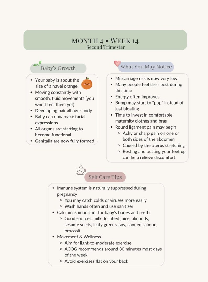 Pu&ograve; includere: Guida informativa per il secondo trimestre, settimana 14, con sezioni sulla crescita del bambino, cosa aspettarsi e consigli per l'autocura. Include dettagli sullo sviluppo fetale, i cambiamenti fisici e il benessere.