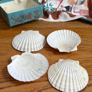 May include: Four white scallop seashells arranged on a wooden surface. A blue box with the words "Sea Shell" and "Appetizer Trays" is in the background, along with a patterned cloth.