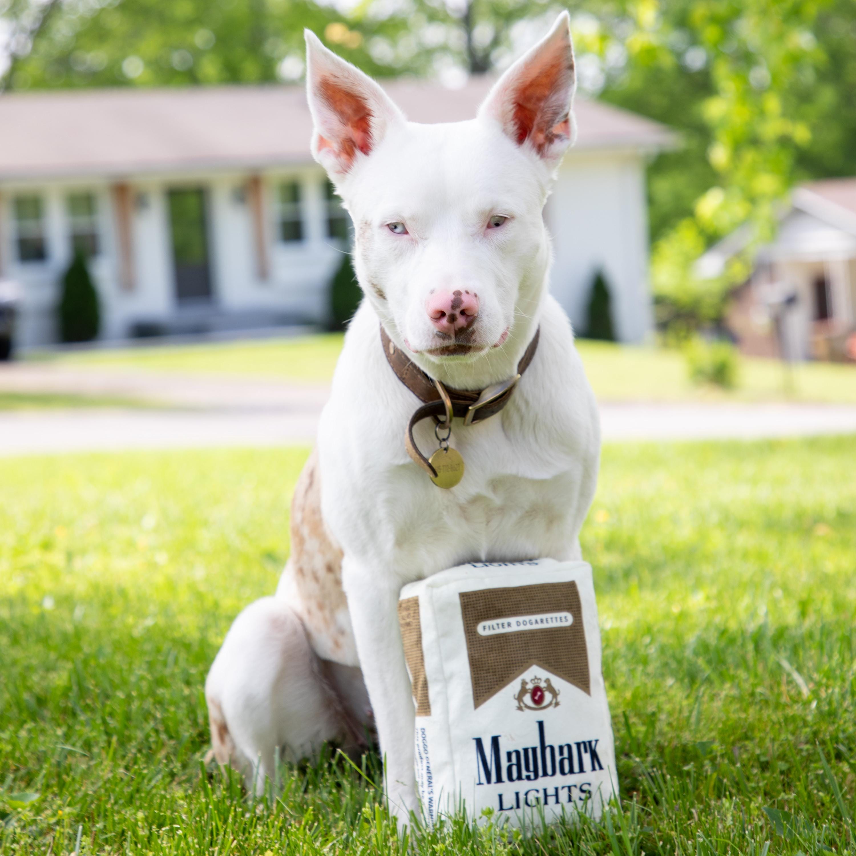 does cigarettes make you fat Smoking increases belly fat, among many other health dangers