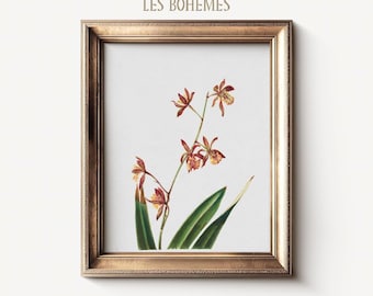 Vintage Orchid Print | Antique Botanical Illustration | Scientific Flora Study | Burgundy Flowers PRINTABLE Digital Download