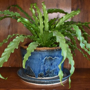 May include: A vibrant green fern with long, wavy, lance-shaped fronds planted in a cylindrical ceramic pot. The pot features a glossy, deep blue glaze with a dark, textured drip pattern near the base and sits on a matching circular saucer.