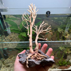 Bonsai Driftwood Aquarium Decor – Moss Tree for Fish Tank, Betta Habitat, Terrarium or Aquascaping