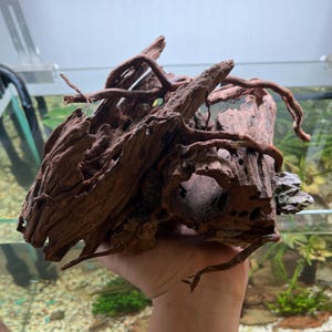 Bonsai Driftwood Aquarium Decor – Moss Tree for Fish Tank, Betta Habitat, Terrarium or Aquascaping