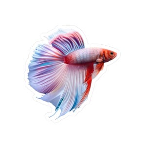 Betta Fish Stickers - Colorful Underwater Creatures, Ocean Animal Decals, Aquarium Lover Gift, Tropical Fish Art, Water-resistant Laptop