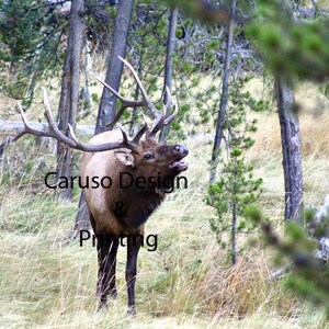 Yellowstone Elk Print, Elk Wall Art, Bull Elk, Nature Photography