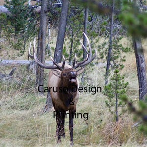 Yellowstone Elk Print, Elk Wall Art, Bull Elk, Nature Photography