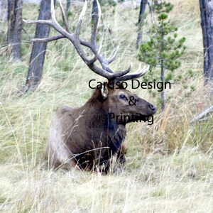 Yellowstone Elk Print, Elk Wall Art, Bull Elk, Nature Photography