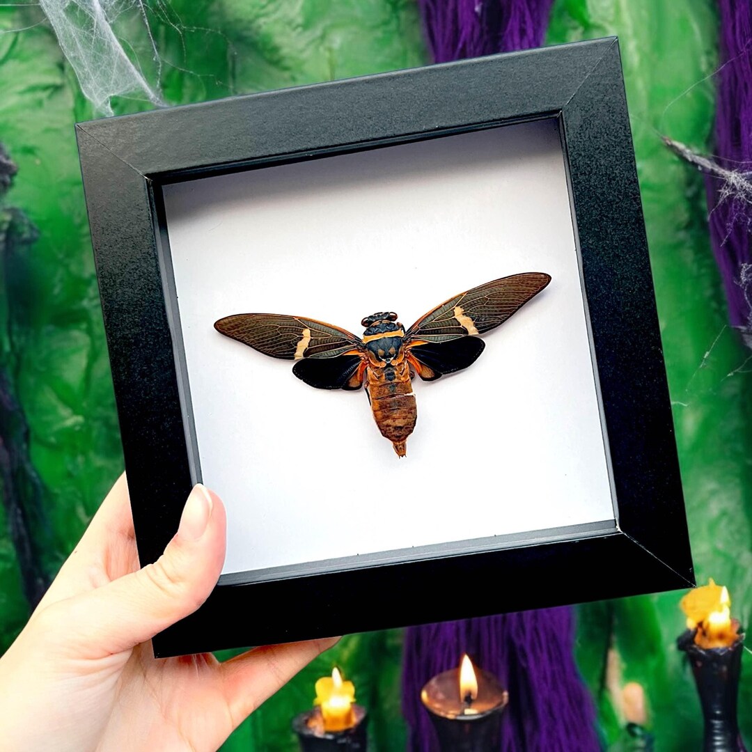 15 Real Preserved Insect Specimens - Beetles, Cicadas, Scorpion For Taxidermy Art, Oddities Collection