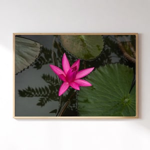 Water Lily Photography Print, Pink Water Lily Wall Art, Pink Water Lily Print — Giclée on Paper Fine Art Print