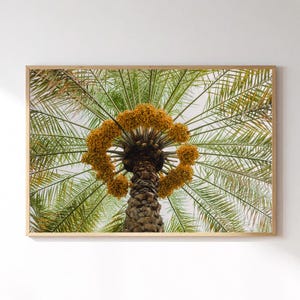 Date Palm Photography Print, Date Palm Tree Wall Art, Date Palm Print — Giclée on Paper Fine Art Print