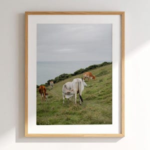 Printable Cow Photography, Cow Gang Wall Art, Cows Digital Print, Cow Photography, Instant Download