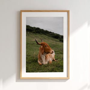 Printable Cow Photography, Cow Gang Wall Art, Cows Digital Print, Cow Photography, Instant Download