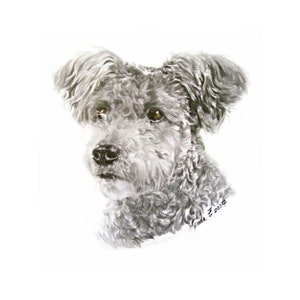Pumi