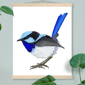 Superb Fairy Wren Poster and Hanger, Australian Bird Artwork, Blue Fairy Wren, Unique Bird Nerd Gift, Nature Inspired Wild Birdwatching Gift