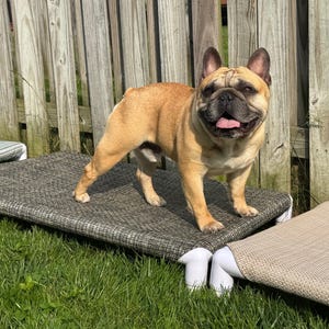 Medium PVC Dog Bed / Cot for Indoors / Outdoors - New Colors Added!