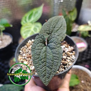 potted elephant ear plant Elephant Ear - Alocasia Odora