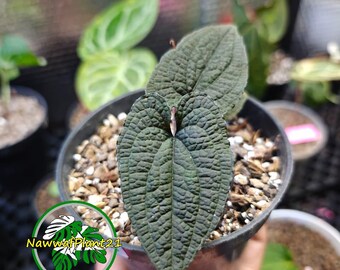Anthurium Clidemiodes Mature Real Picture