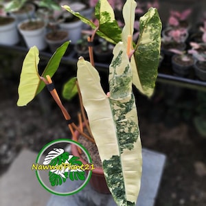 Philodendron Billietiae Variegated Real Picture
