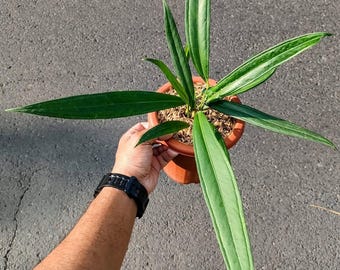 Anthurium Bakeri Planta Real, Certificado Fitosanitario Gratuito