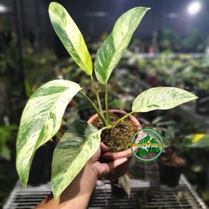 Epipremnum giganteum variegated - Etsy 日本
