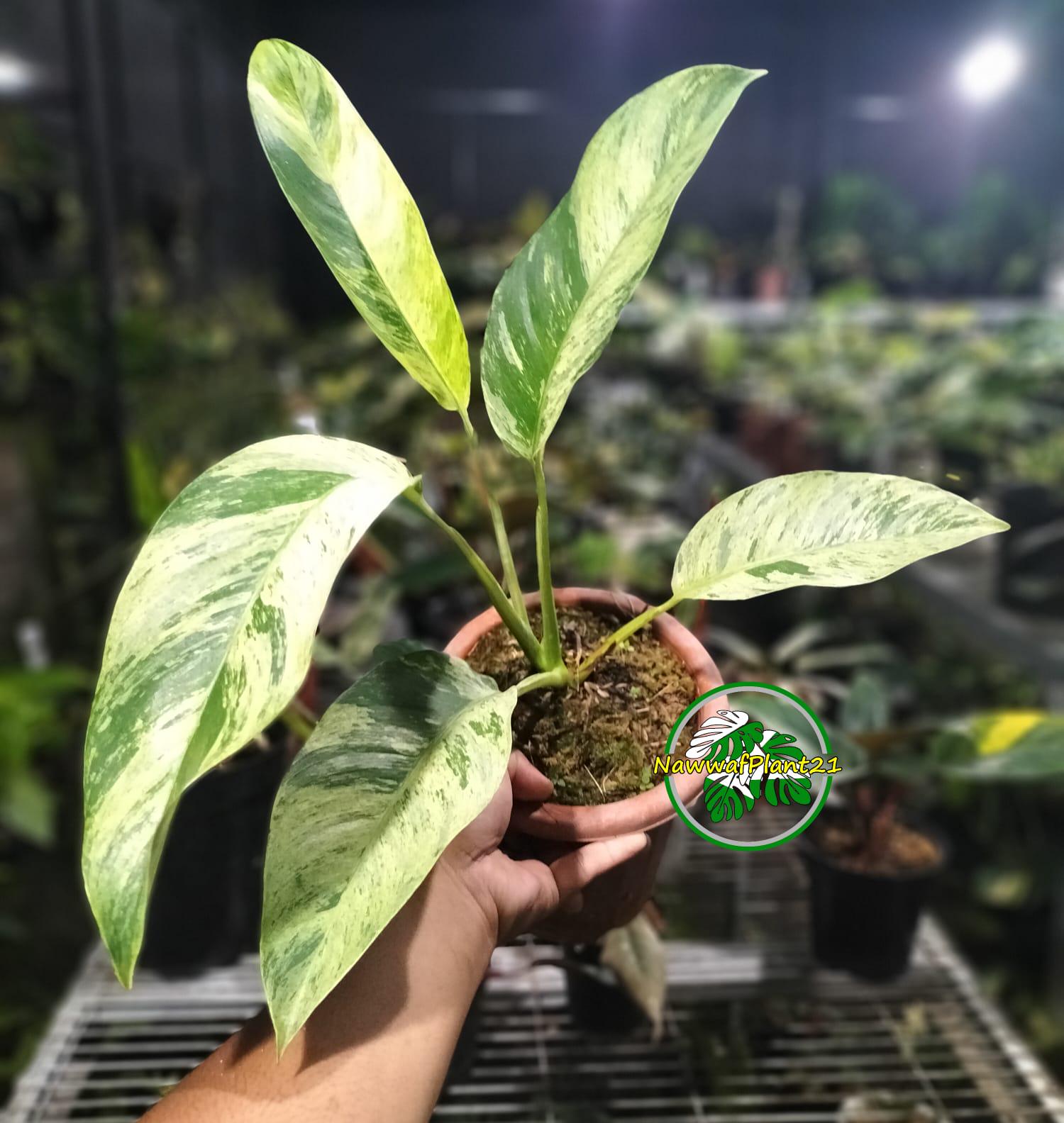 Epipremnum giganteum variegated - Etsy 日本