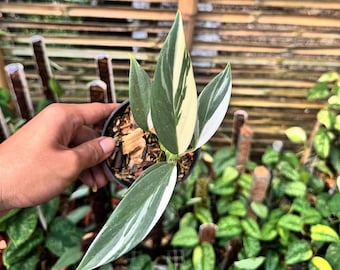 Scindapsus Coraceus Silver Albo Variegated (Imagen real de la planta)