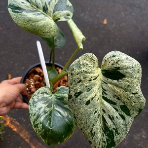 Monstera Siltepecana Variegated Reif Real Bild Indoor Planter Free  Phytonsanitry Zertifikat - Etsy.de