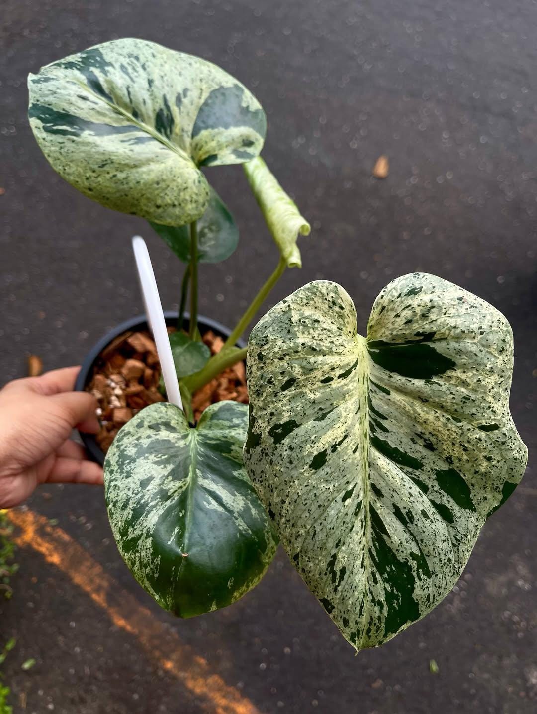 Bulbasaur monstera - Etsy 日本
