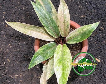 Anthurium Renaissance Variegation. Hybrid Seedling Size 3-5 inch